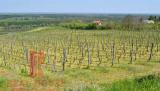 Novi Sad, Beška, vinograd sa poglkedom na Dunav