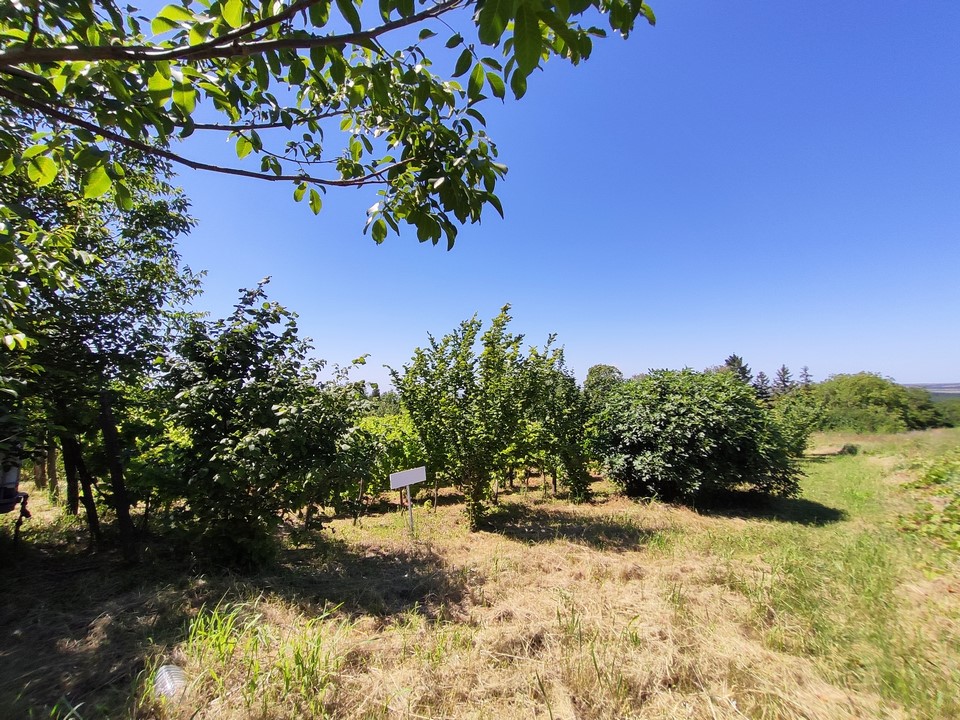 prodaja, placevi, slankamen, slankamenački vinogradi, 1662m2